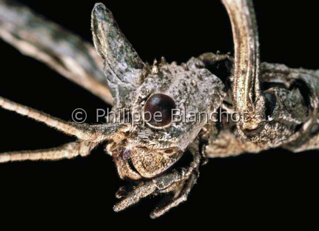 Palophus phillipsi.JPG - in "Portraits d'insectes" ed. SeuilPalophus philipsiPhasmeWalkingstickPhasmatodeaDiapheromeridaeSomalie